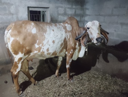 थंबनेल 2