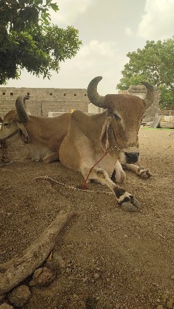 , બીજી ધાર