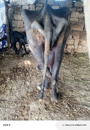 थंबनेल 2