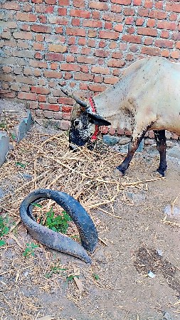 જર્સી ક્રોસ