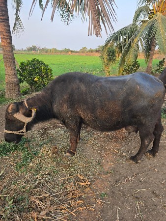 थंबनेल 2