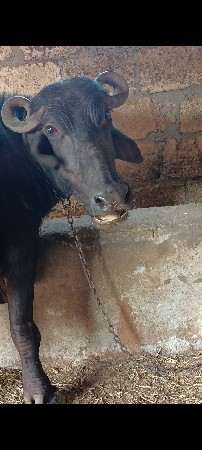 ભેંસ વેચવાની છે