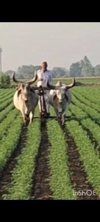 બળદ વિશ્વના સે