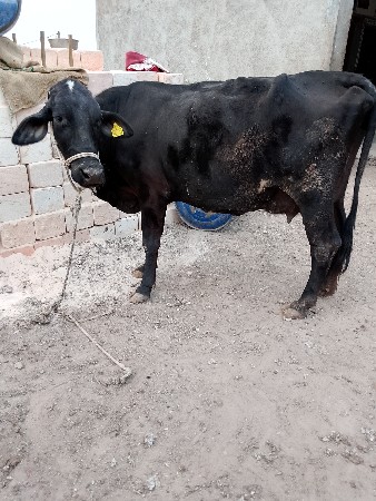 ગયા વેતરમાં 12 લીટર દૂધ હતું