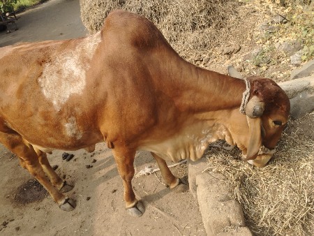 थंबनेल 3