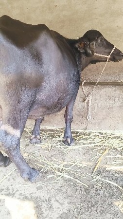 ભેંસ વેચવાની છે