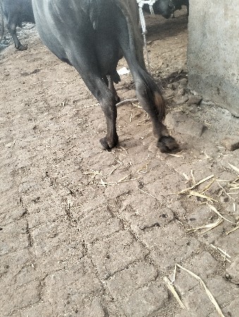 थंबनेल 3