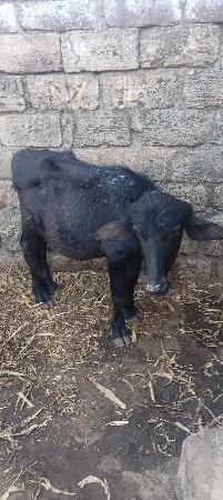 થંબનેલ 3