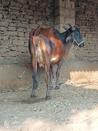 थंबनेल 3