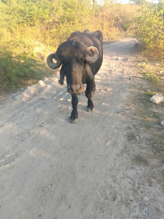 ભેંસ વેસવાની છે