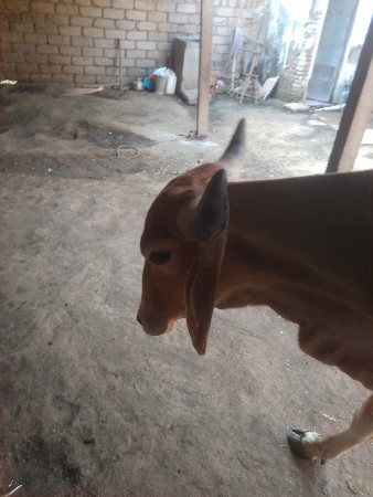 gay vcvni se same ghodi ghodo