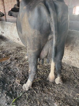 ભેસવેસવાની સે  ૩. વેતર.  દુધ. ૭લીટર