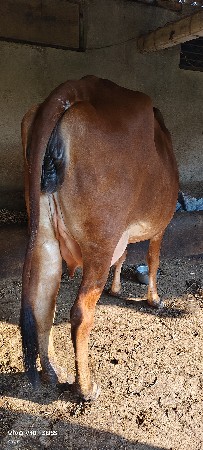 હોડકુ વેચવા નું છે પેલું વેતર