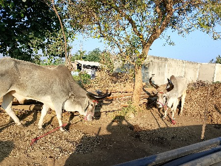 વઢિયારા ગોધાલા બળદ વેચવા