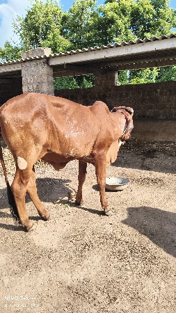 વેચવાની છે