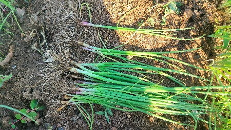 રોજ પતિ નૉ રોપ વેચવા નૉ છે