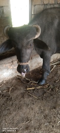 પાડો વેચવાનો છે