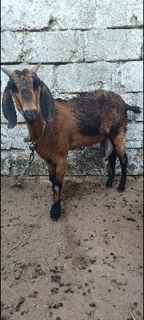 bakari vechavani che sari nasal