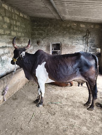 ગાય વેસવાની છે