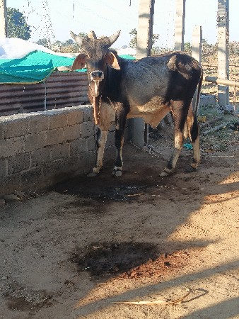 કચ્છી વાછડો વેચવાનો છે