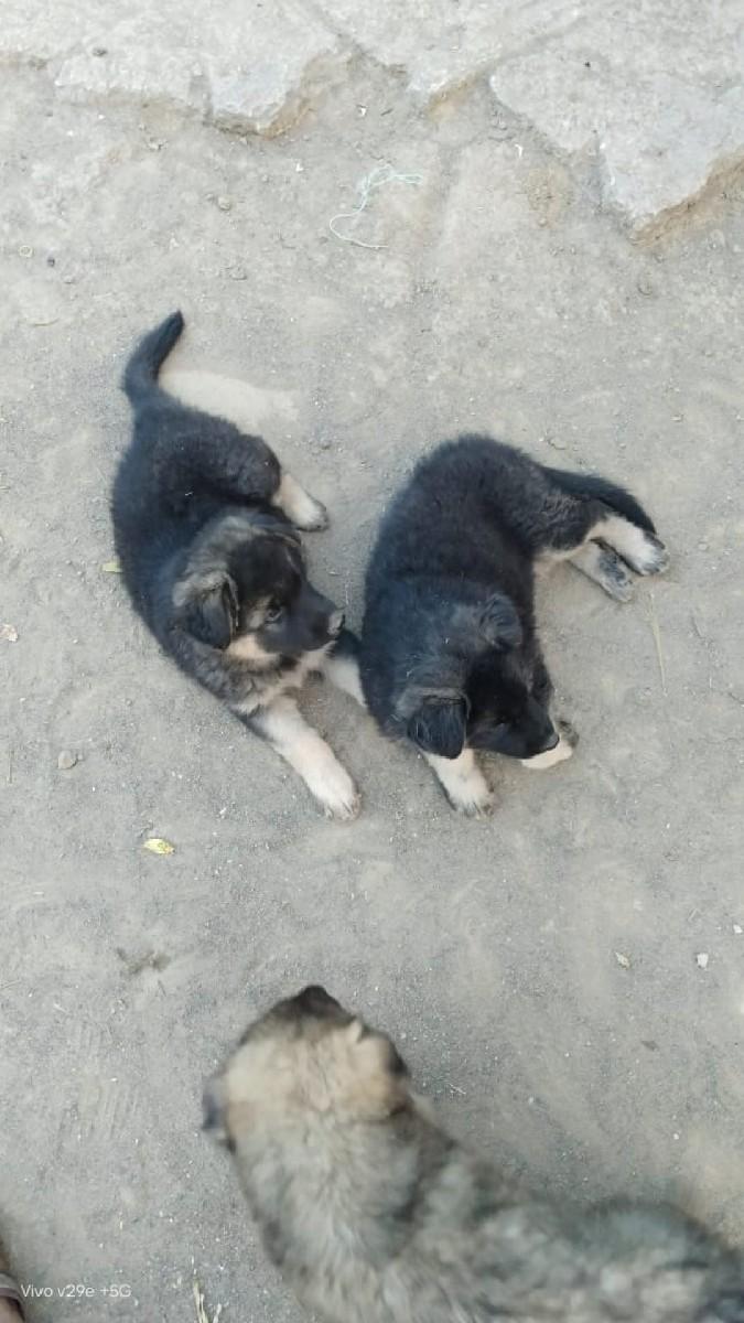 German swap loan cut puppy