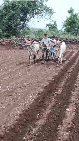 થંબનેલ 1