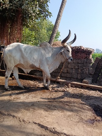 थंबनेल 3