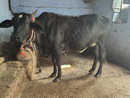 थंबनेल 3