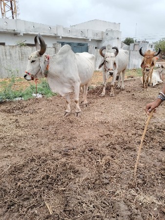 શિવસેના