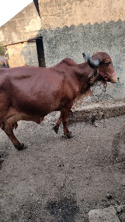 थंबनेल 2