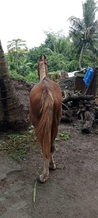 ઘોડી વેચવાની છે