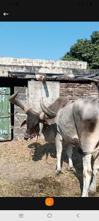 थंबनेल 3