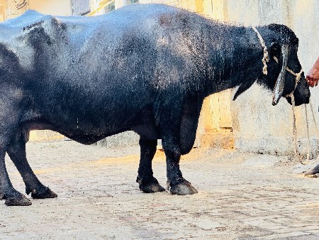 થંબનેલ 2