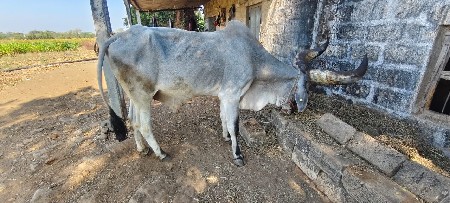 थंबनेल 2