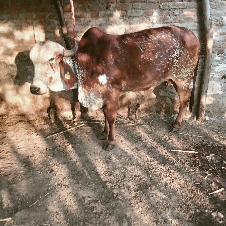 ગાય વેચવાની છે