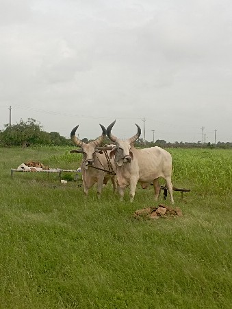 બળદ વેચવાનો છે.
