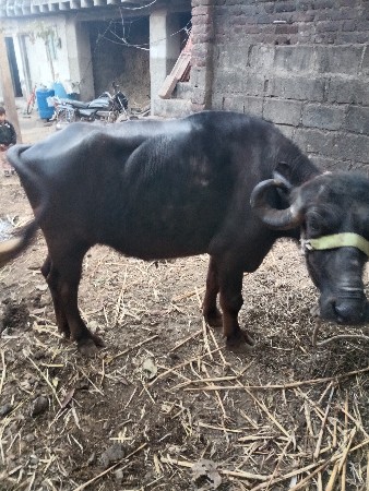 थंबनेल 2