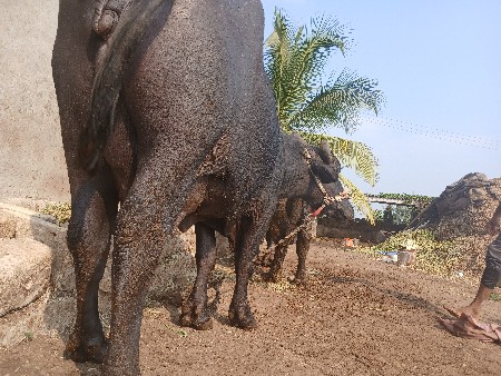 थंबनेल 2