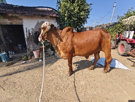 थंबनेल 3