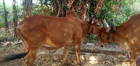 બળદ વેચવાના છે