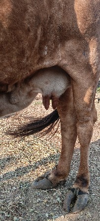 ગાય આપવાની સે સુખી થાય તો