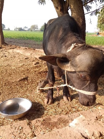 ભેંસ વેચવાની છે