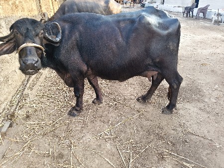 થંબનેલ 2