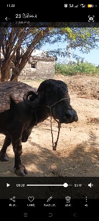 થંબનેલ 1