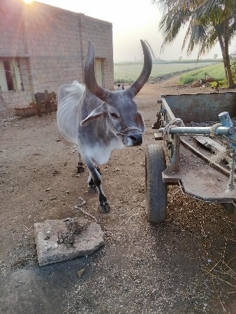 બળદ વેચવાનો છે
