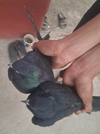 આ કબુતર વેચવાના છે