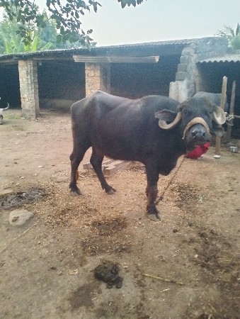 थंबनेल 3