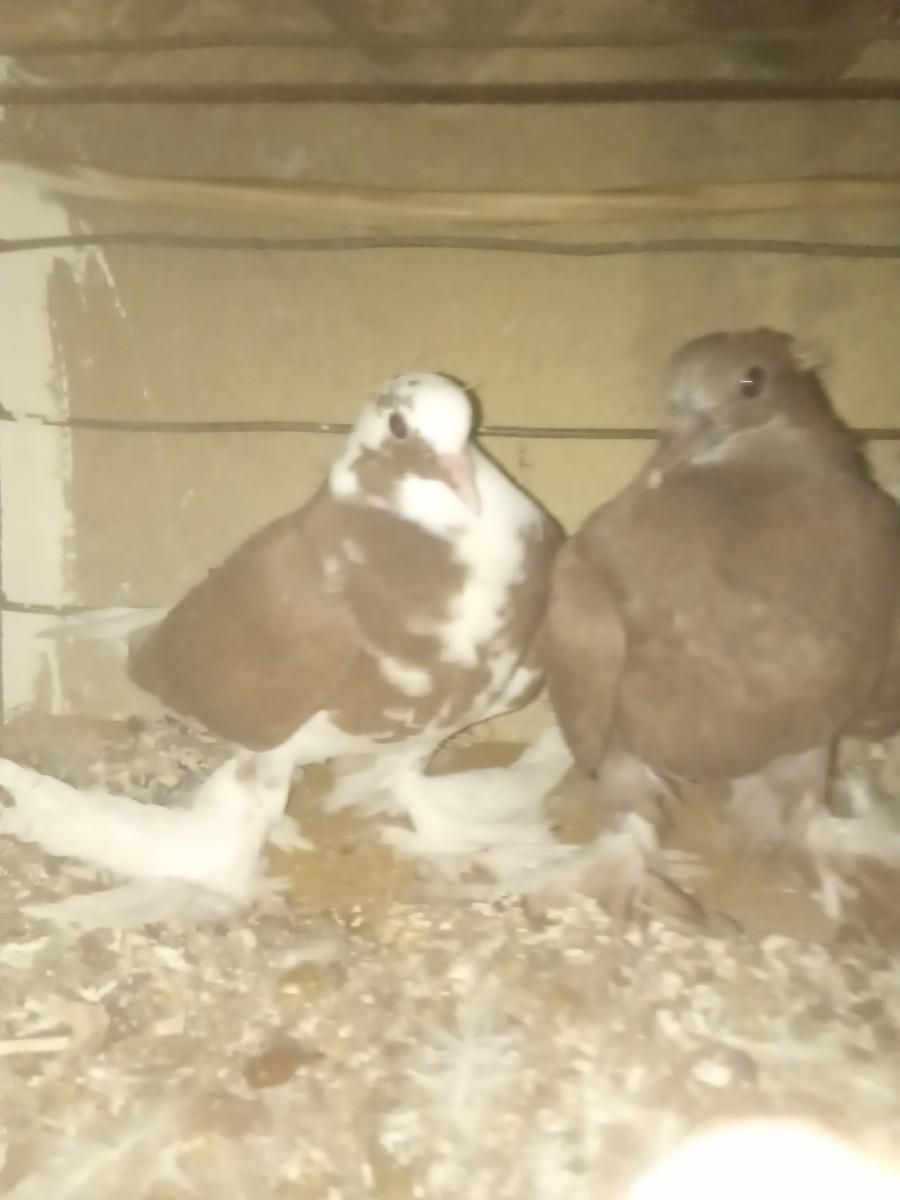 કબૂતર વેચવાનાછે