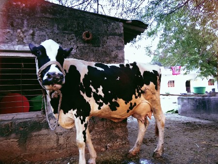 ગાય વેસવા ની સે