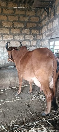 थंबनेल 1